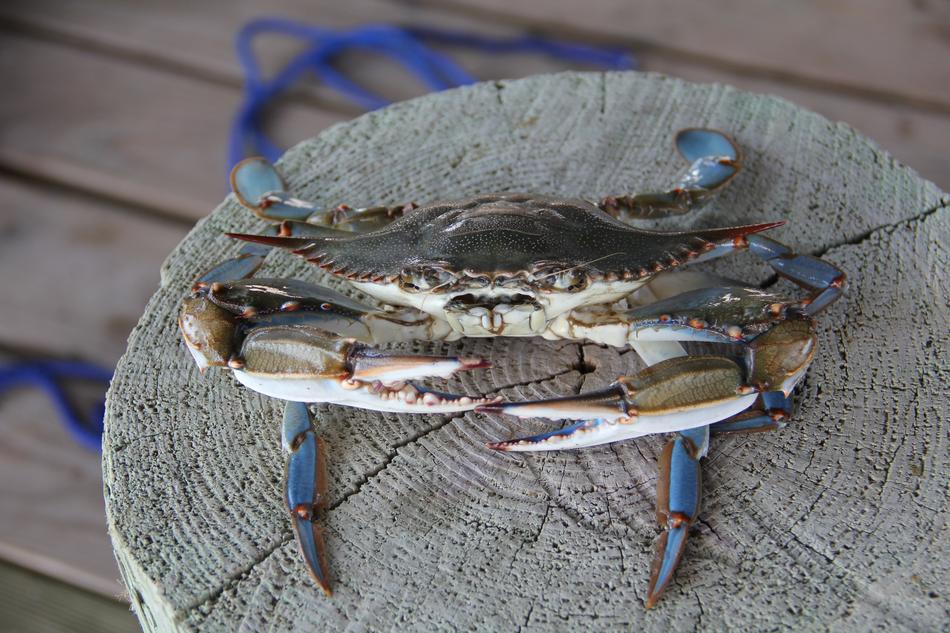 Blue Crab Louisiana Grand