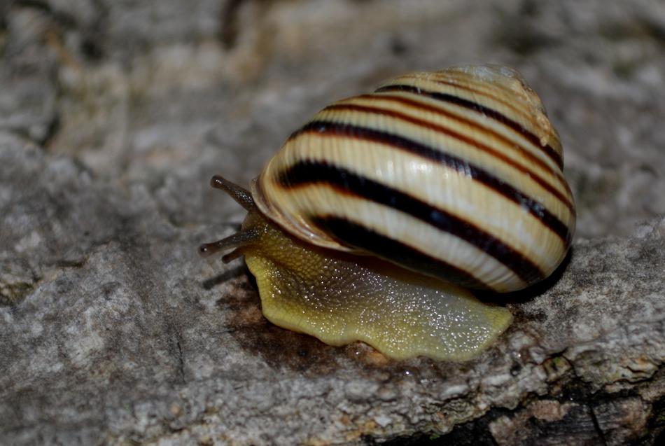Snail Shell My