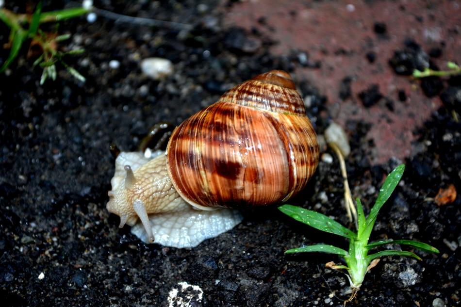 Snail Shell on dirt