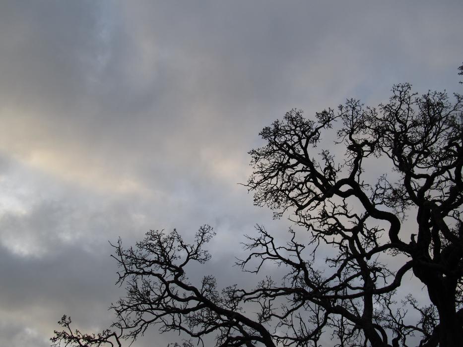 Tree Branch Outdoor