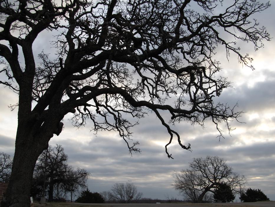 Tree Branches Outdoor