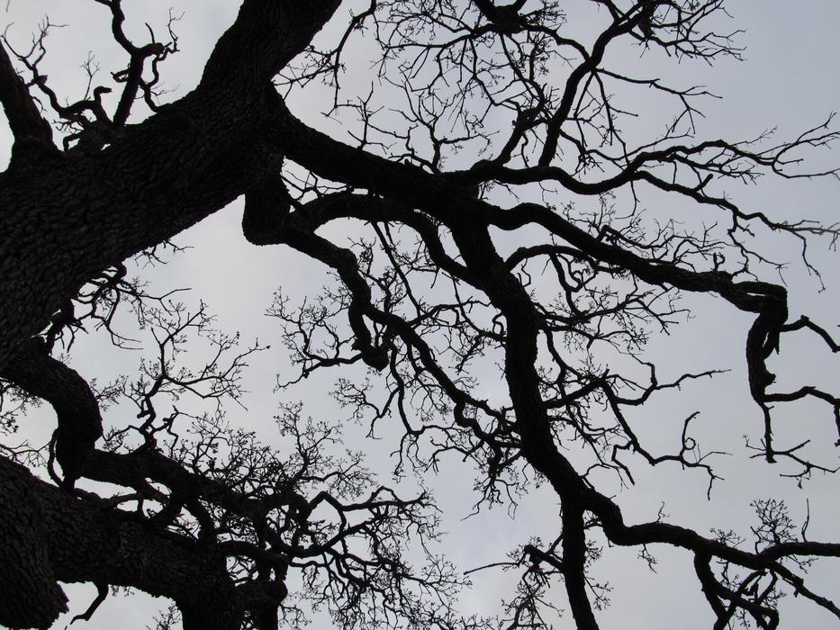 Tree Branches Outdoor
