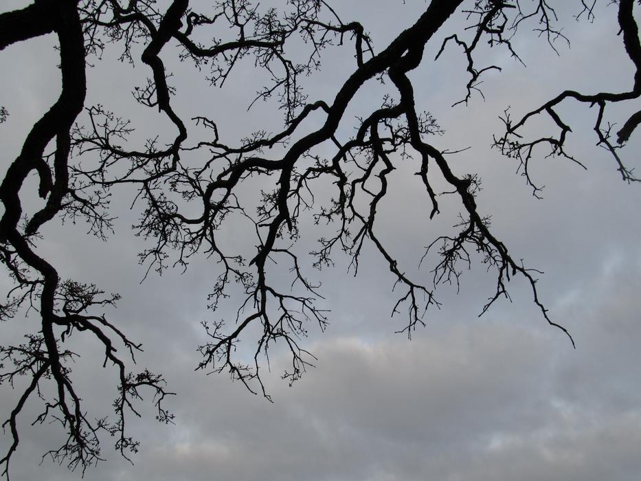Tree Branches Outdoor