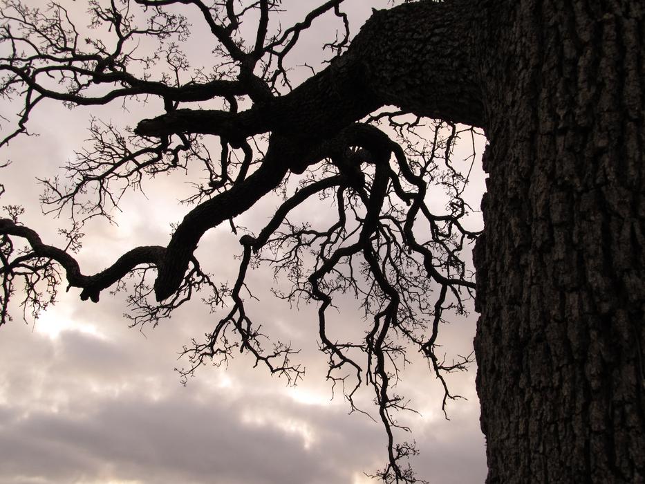 Branches Tree Outdoor