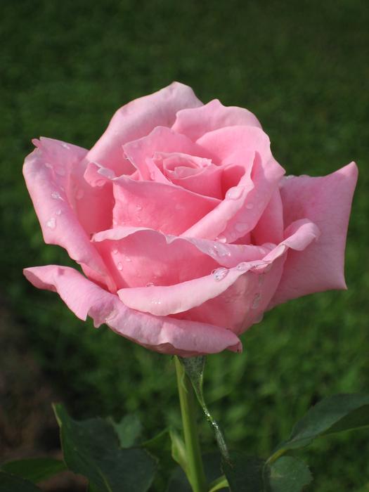 Pink half open rose at green background