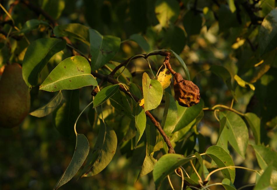 Pear Trees Rotten