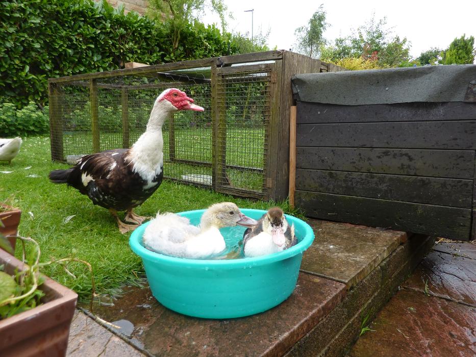 Muscovy Ducks Ducklings Waterfowl
