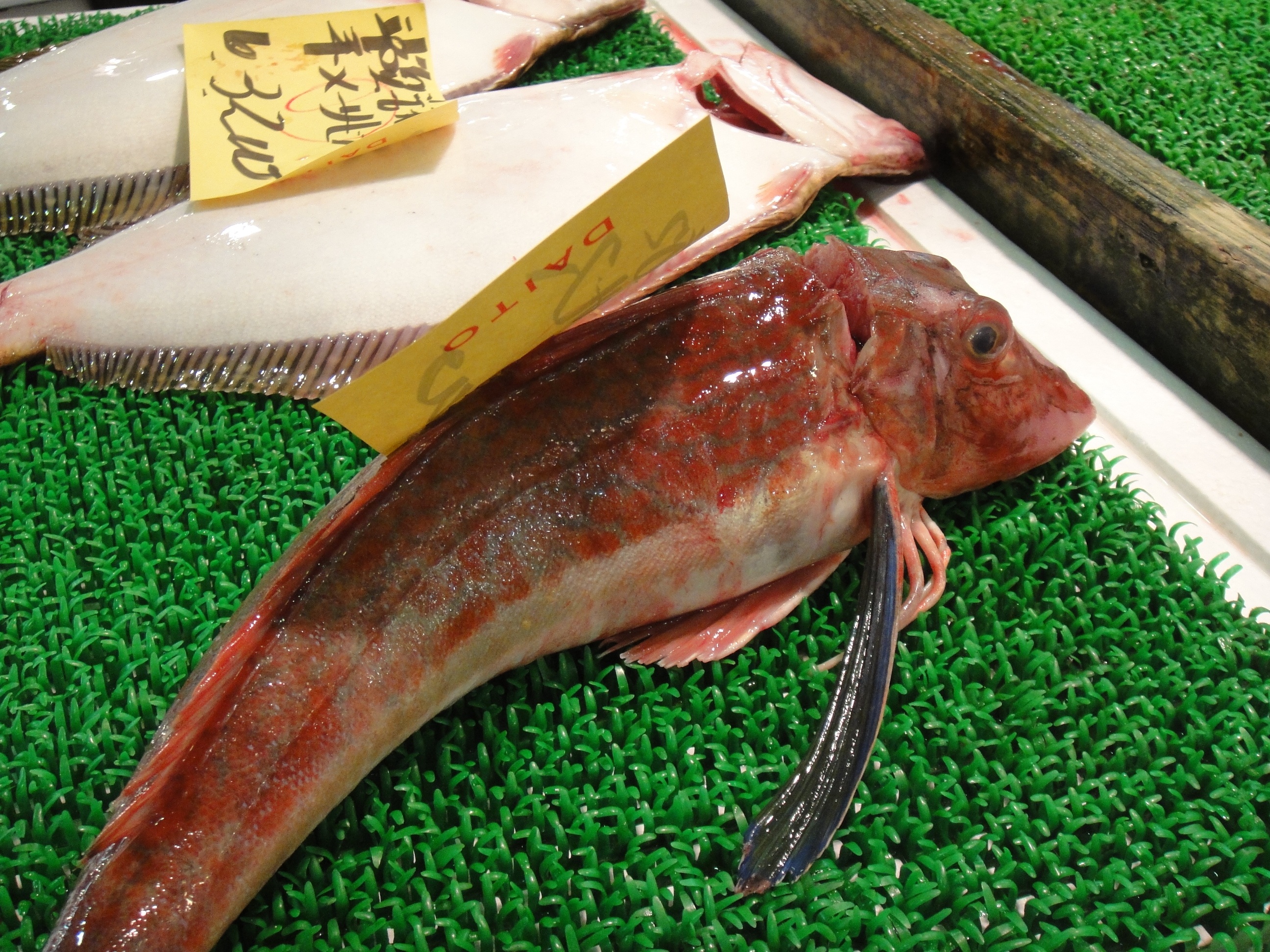 Рыбы японского моря