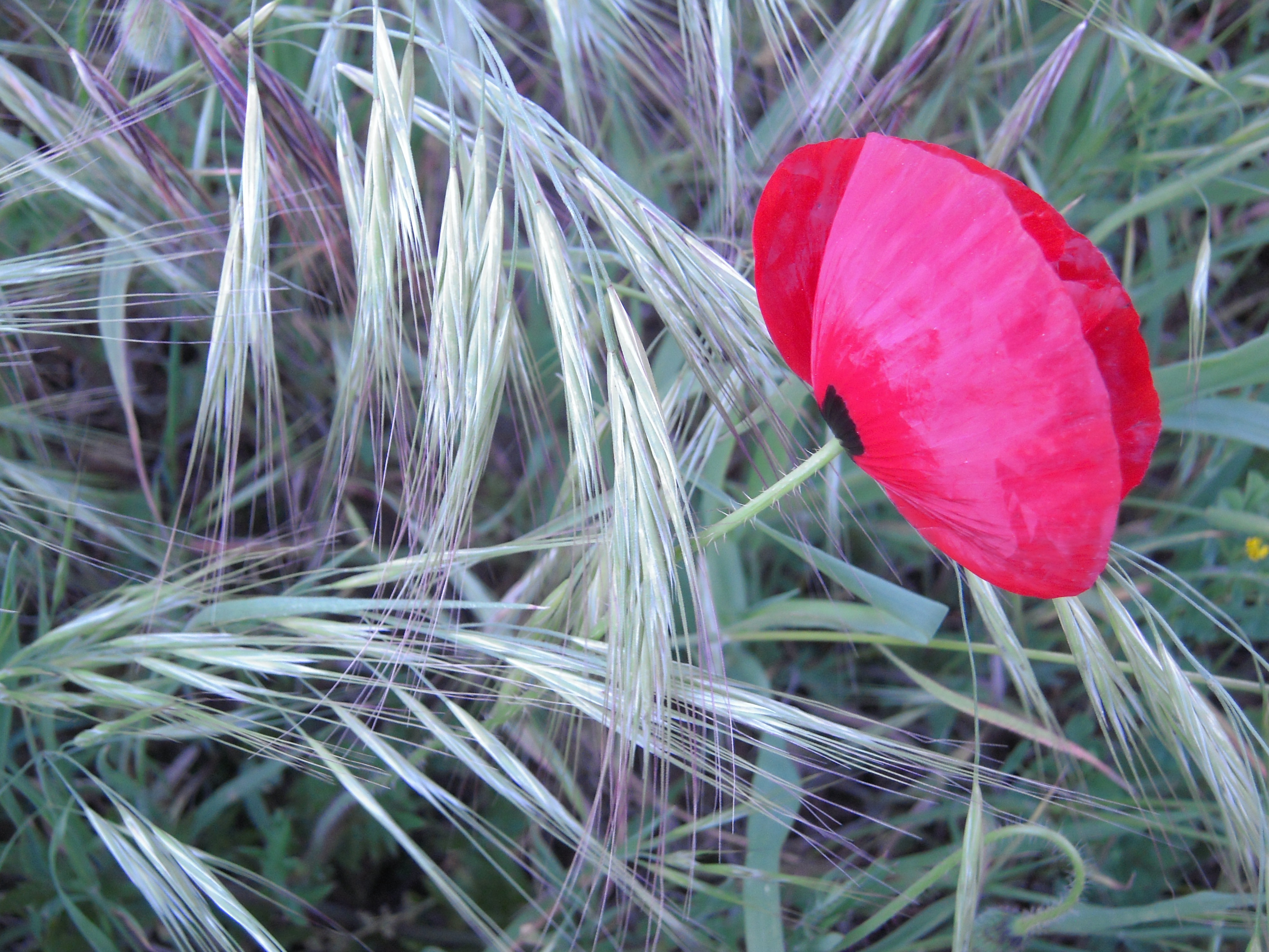 Красные цветы в траве