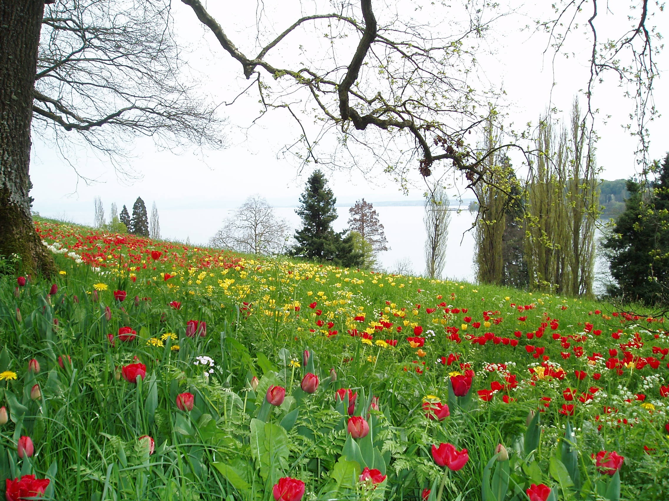 Tulips Meadow Flowers free image download