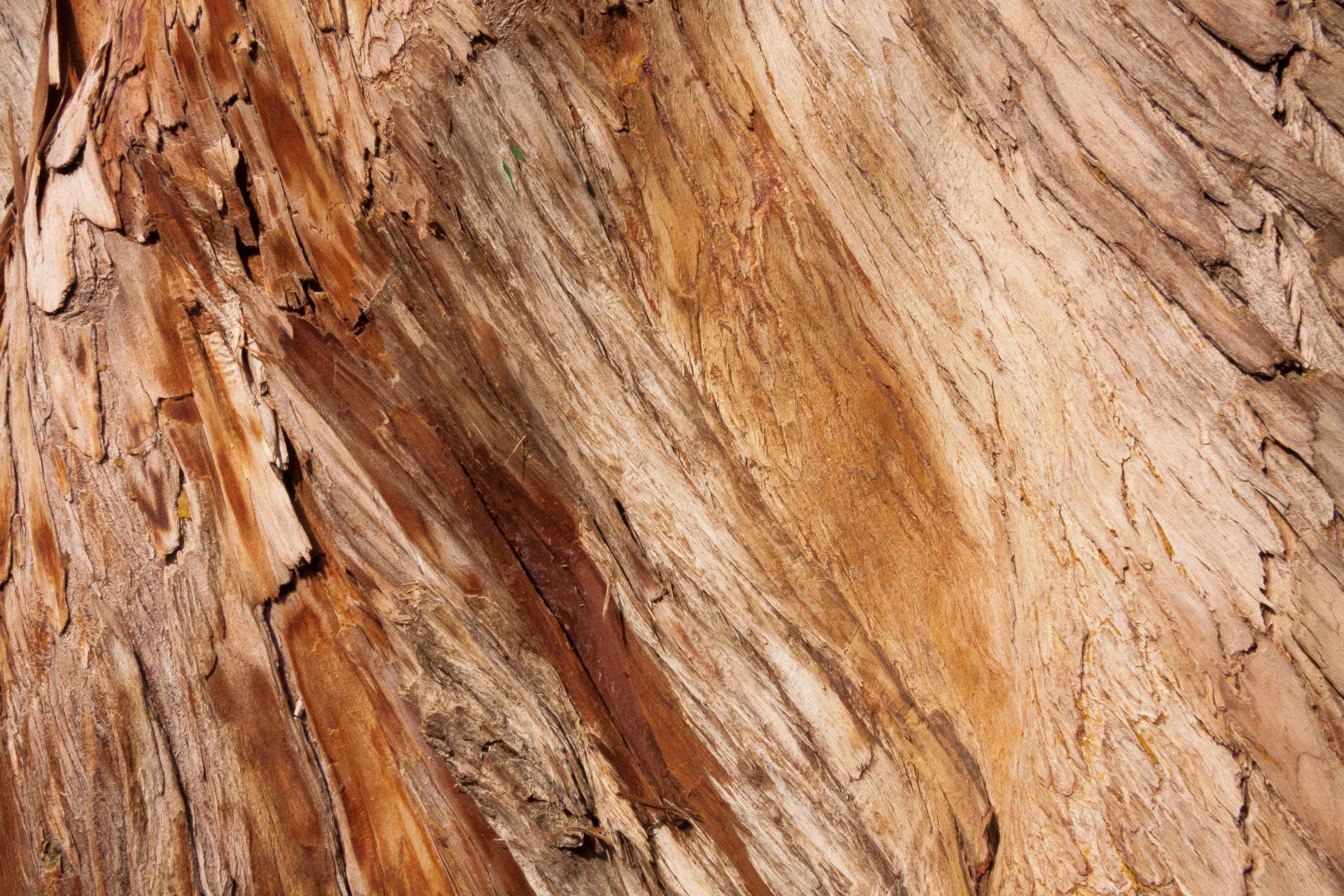 Кипарис древесина