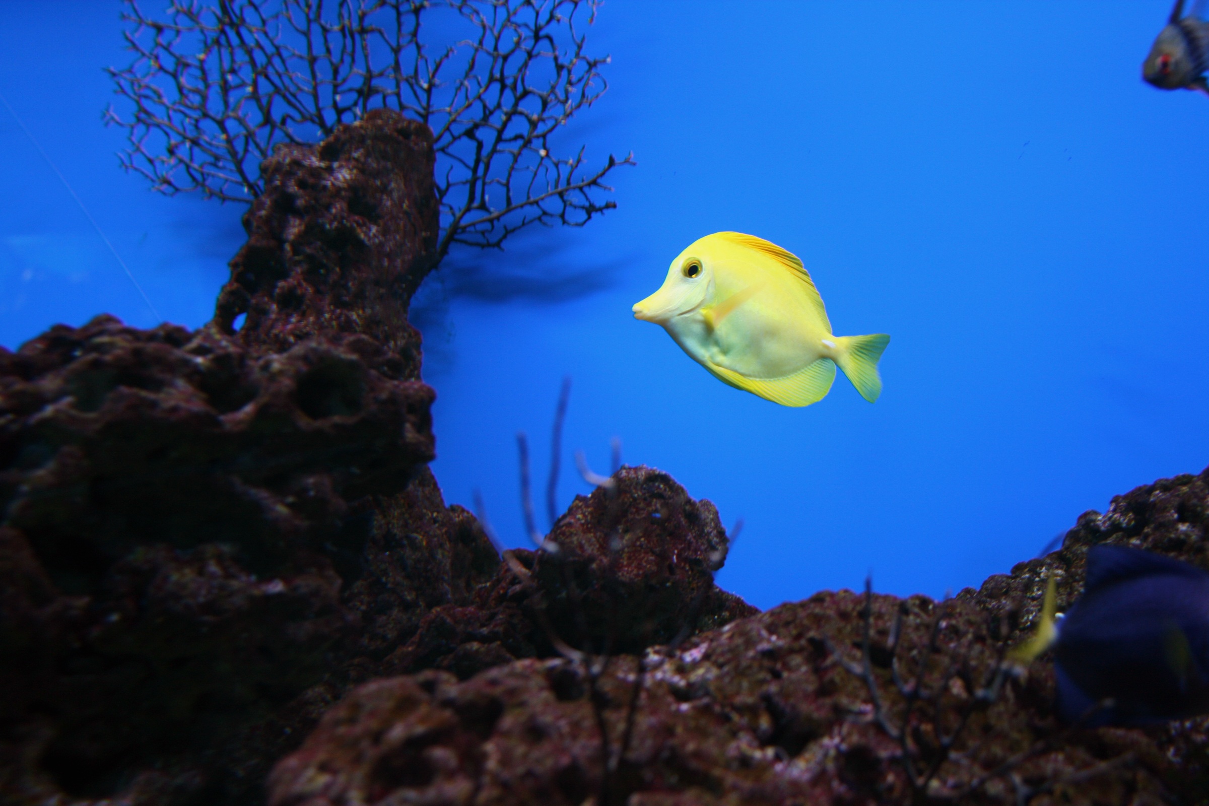 Yellow Tang Fish Saltwater free image download