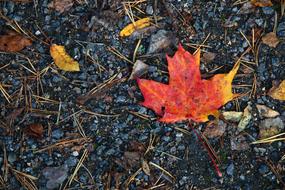 The Maple Leaf Fall Colors Sand