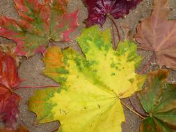 green Leaves Autumn Fall Foliage