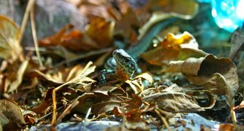 Lizard Foliage Macro