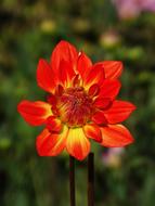 wondrous red Dahlia Flower