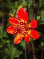 bright beautiful red Dahlia Flower