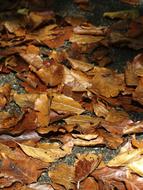 Fall Foliage Brown Leaves