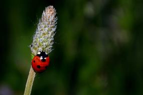 Close-up of the beautiful, shiny, red, black and white ladybug, on the colorful and beautiful flower
