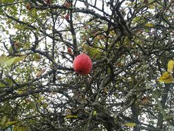 Apple Autumn