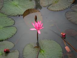 water Lotus Flower pink