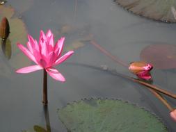 Lotus Flower water pink