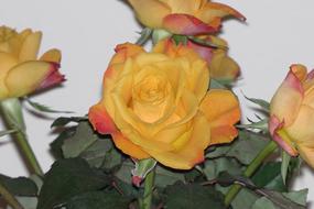 Rose Orange green leaf