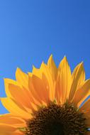 Sunflower and Blue Sky