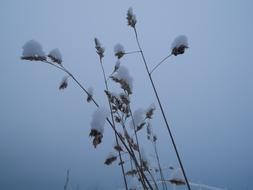 Winter Snow Frozen