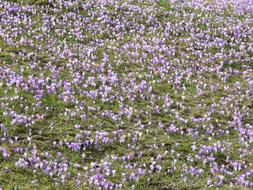 Close-up of the field, with the beautiful, blooming, purple crocus flowers and green grass
