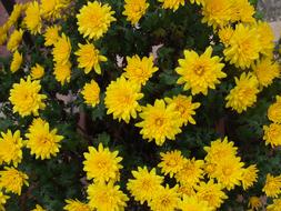 decorative chrysanthemum bush with yellow flowers