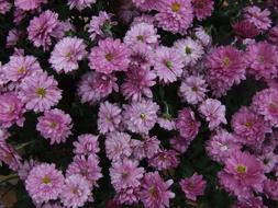 Chrysanthemum Pink Flowers garden