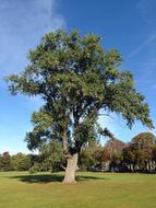 Big Green tree in park