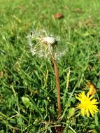 Dandelion Flower green leaf