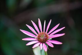 wondrous Daisy Flower Pink