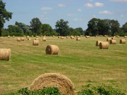 Harvest Haying