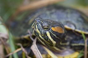 Turtle Water Portrait