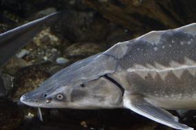 sturgeon in the aquarium