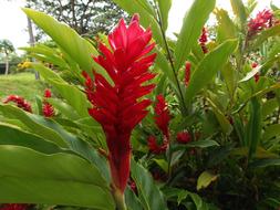 Stem Red flowers