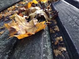 Autumn Leaves on Wood bench