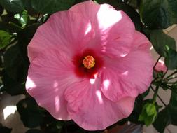 wondrous Hibiscus Pink Flower