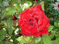 red rose on a bush in the garden close-up