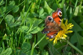 Beautiful, colorful and patterned peacock butterfly on the beautiful yellow flower, among the green plants
