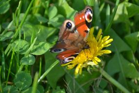 Beautiful and colorful, patterned peacock butterfly, on the beautiful, yellow flower, among the green grass