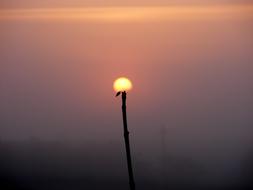 Beautiful flower with the colorful Sun, in the sky with the haze