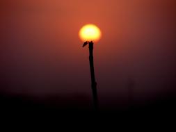 silhouette of a plant against the setting sun