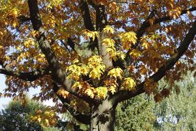 Tree Leaves Autumn