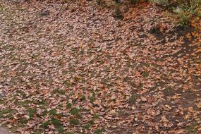 Leaves Autumn October