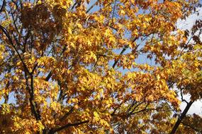 Tree Leaves Autumn