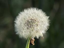 macro photo of a fluffy dandelion